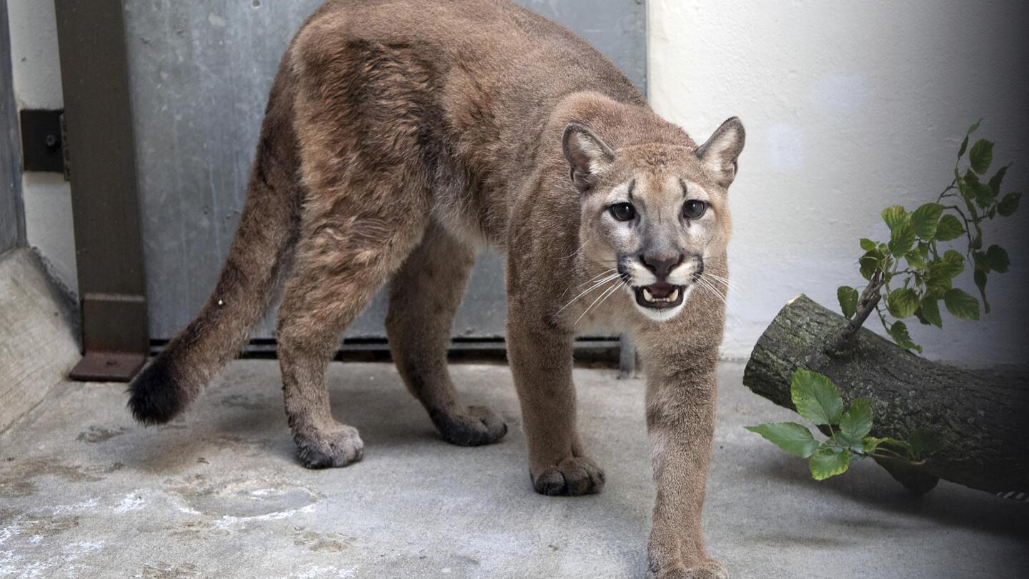 Eastern puma extinct on sale snopes